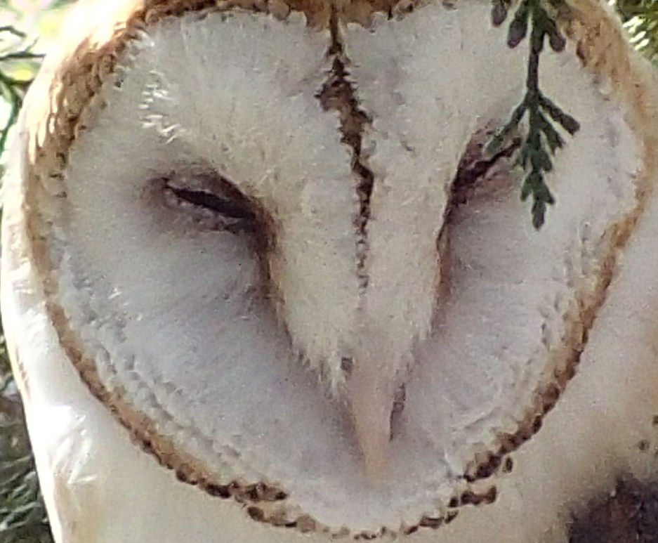 SORRY ABOUT THE TWING, BUT I WAS LEANING WITH ONE ARM AROUND THE TREE TRUNK AND COULDN'T FRAME THE SHOT