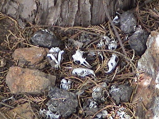OWL PELLETS