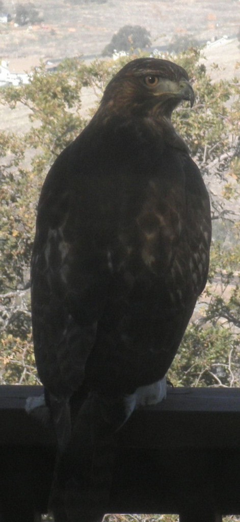 HAWK - Copy