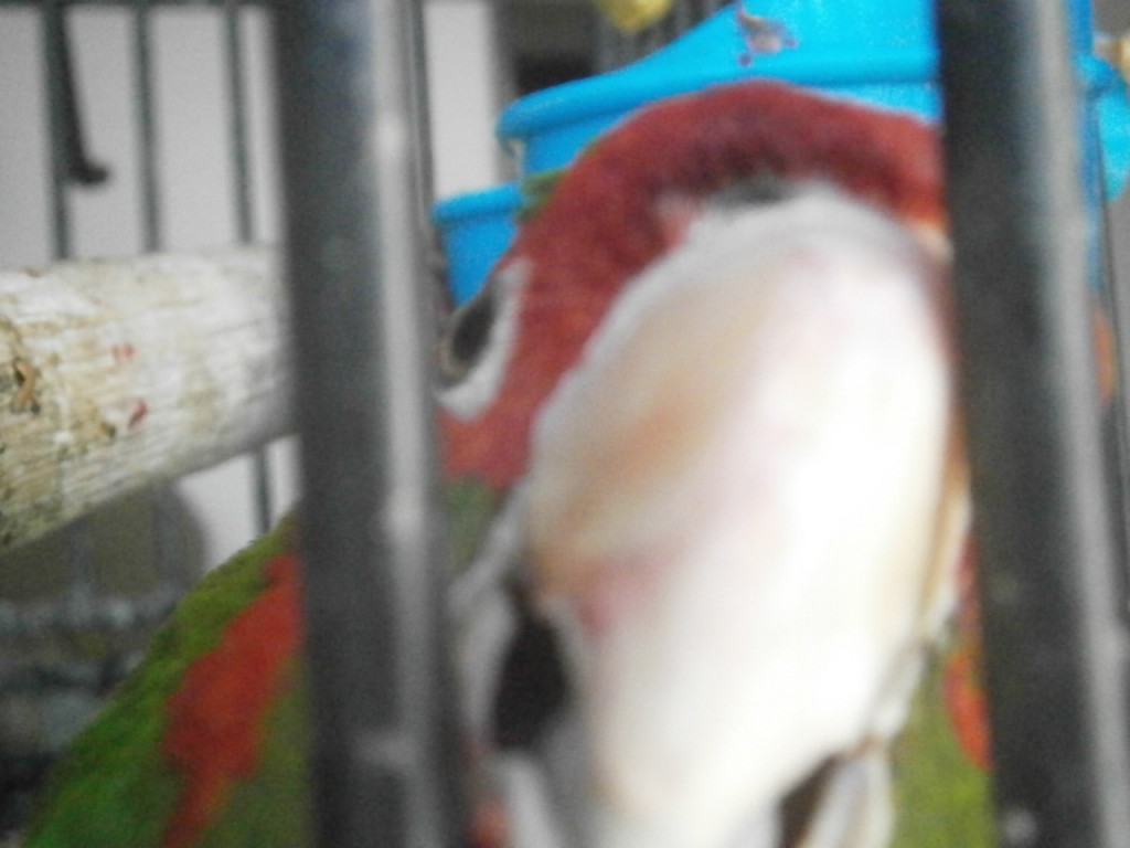 STRAWBERRY ON THE BILL