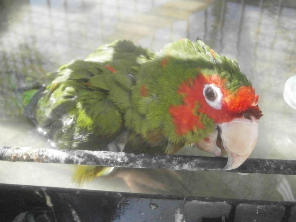 Getting a nice warm bath (sitting at the bottom of the cage gets messy)