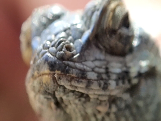lizard close shot 2