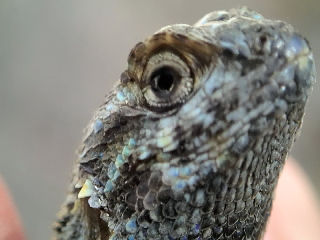 lizard close shot 3