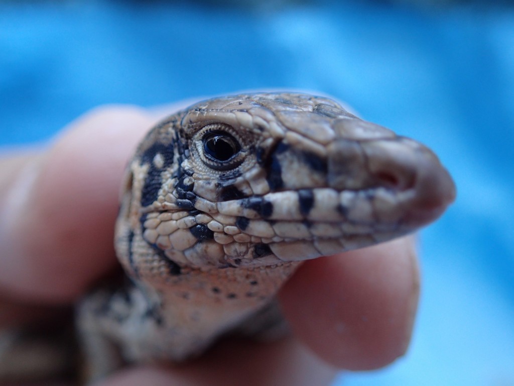 Western Whiptail