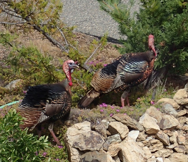 Pair Turkeys