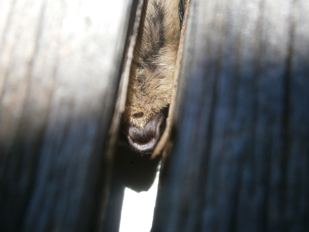 2012-08-04 Flowers Plate Bats 054