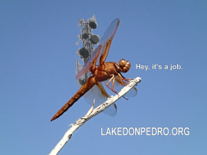 Hey its a job dragon fly