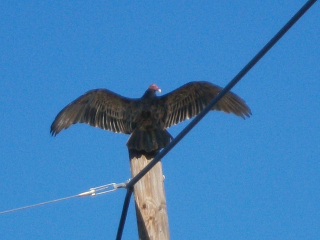 TURKEY VULTURE III