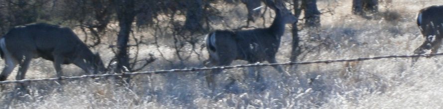 RANCHO SANTA TERESA MONSTER